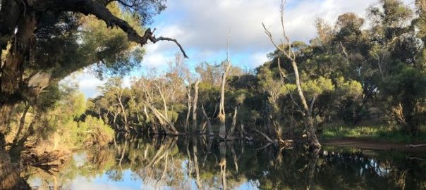 Hotham River in Boddington